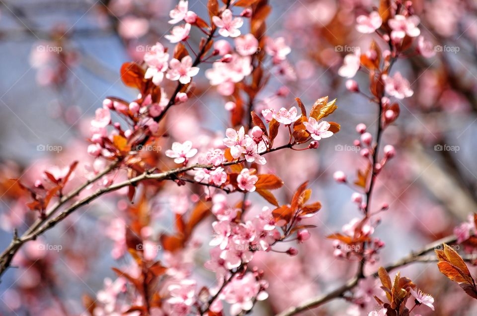 Nature, Flower, Tree, Branch, Cherry