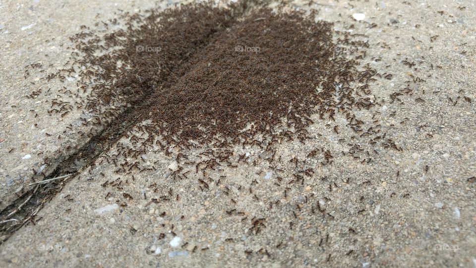 ants' society