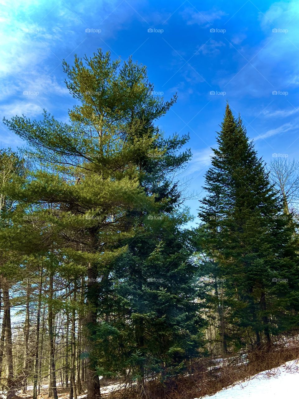 Pine and fir trees reaching into the blue sky on a sunny winter day in Maine.
