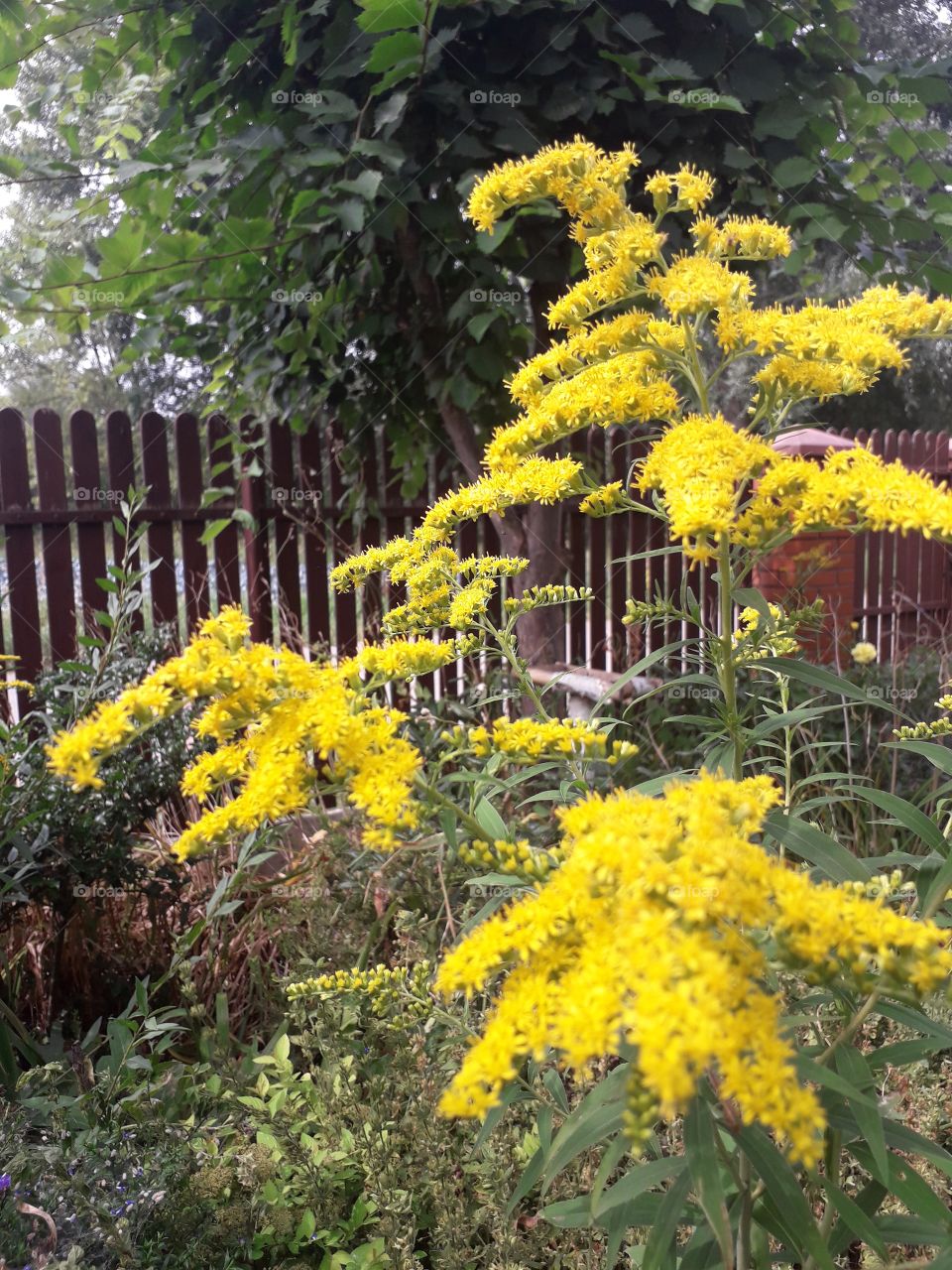 goldenrod in the garden