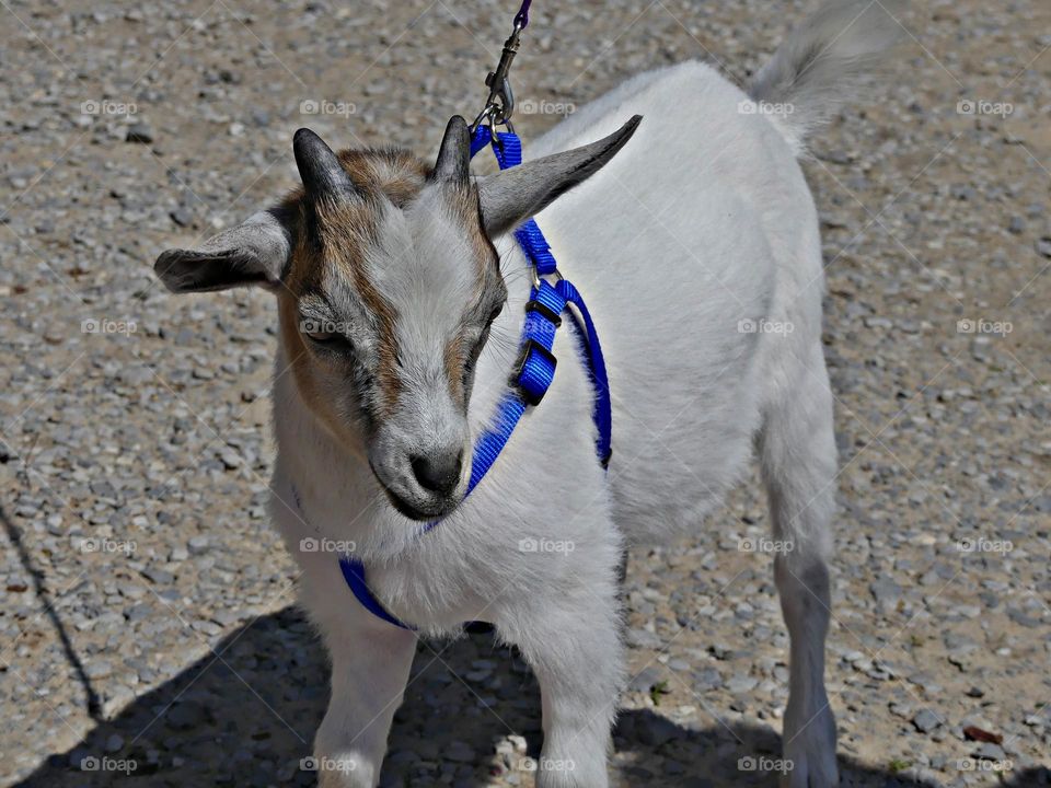 Unusual sus-pets! A young buckling (goat) is a decorated up with his blue lease ready to go for a walk