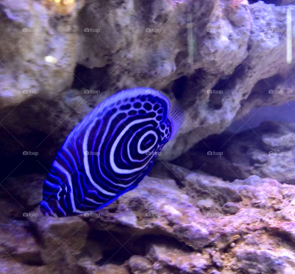 Bright blue fish in the aquarium 