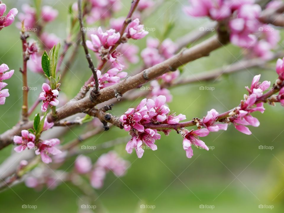 Peach tree flowers blooming branch