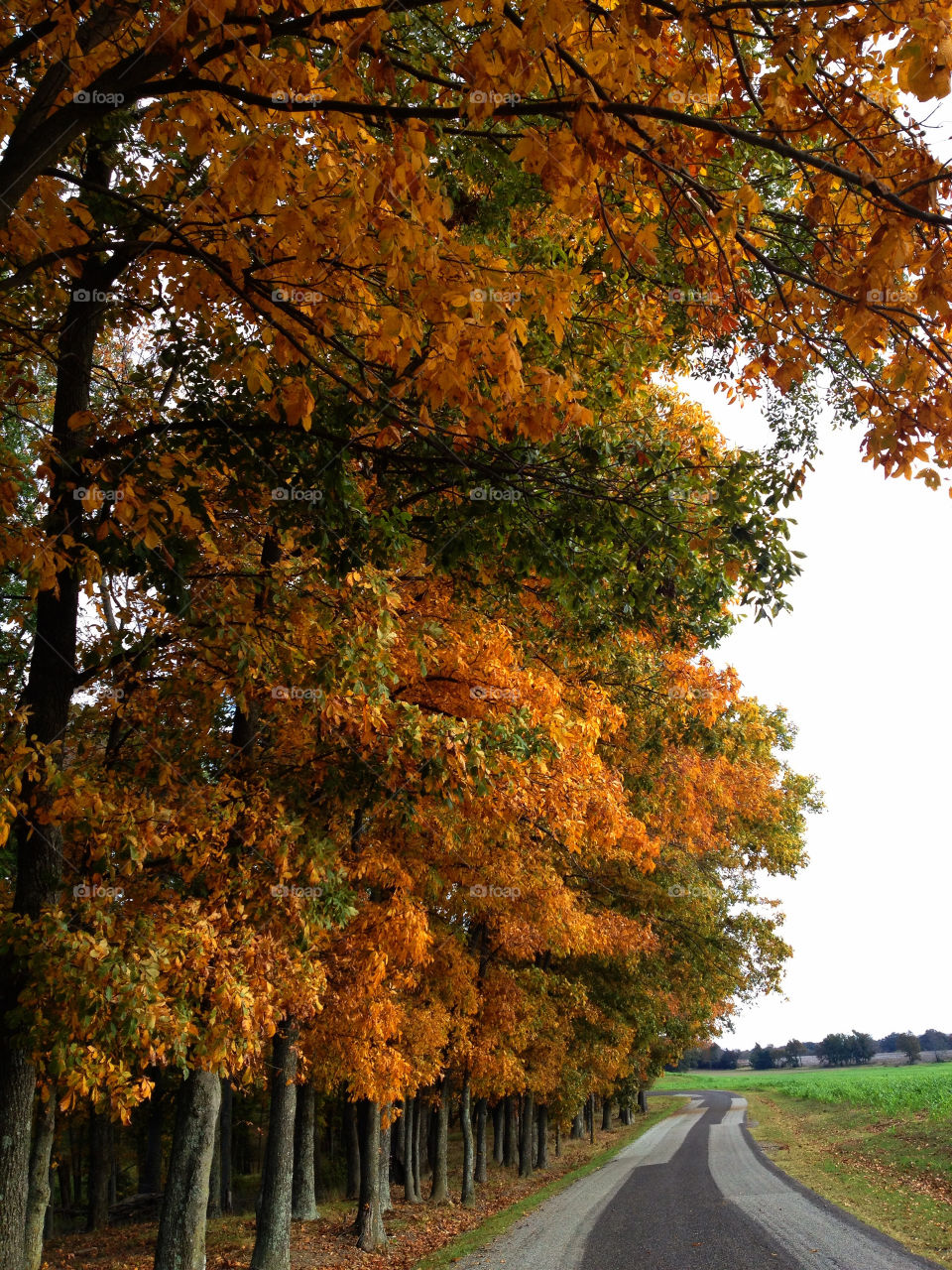 landscape tree orange trees by ohhlookabunny