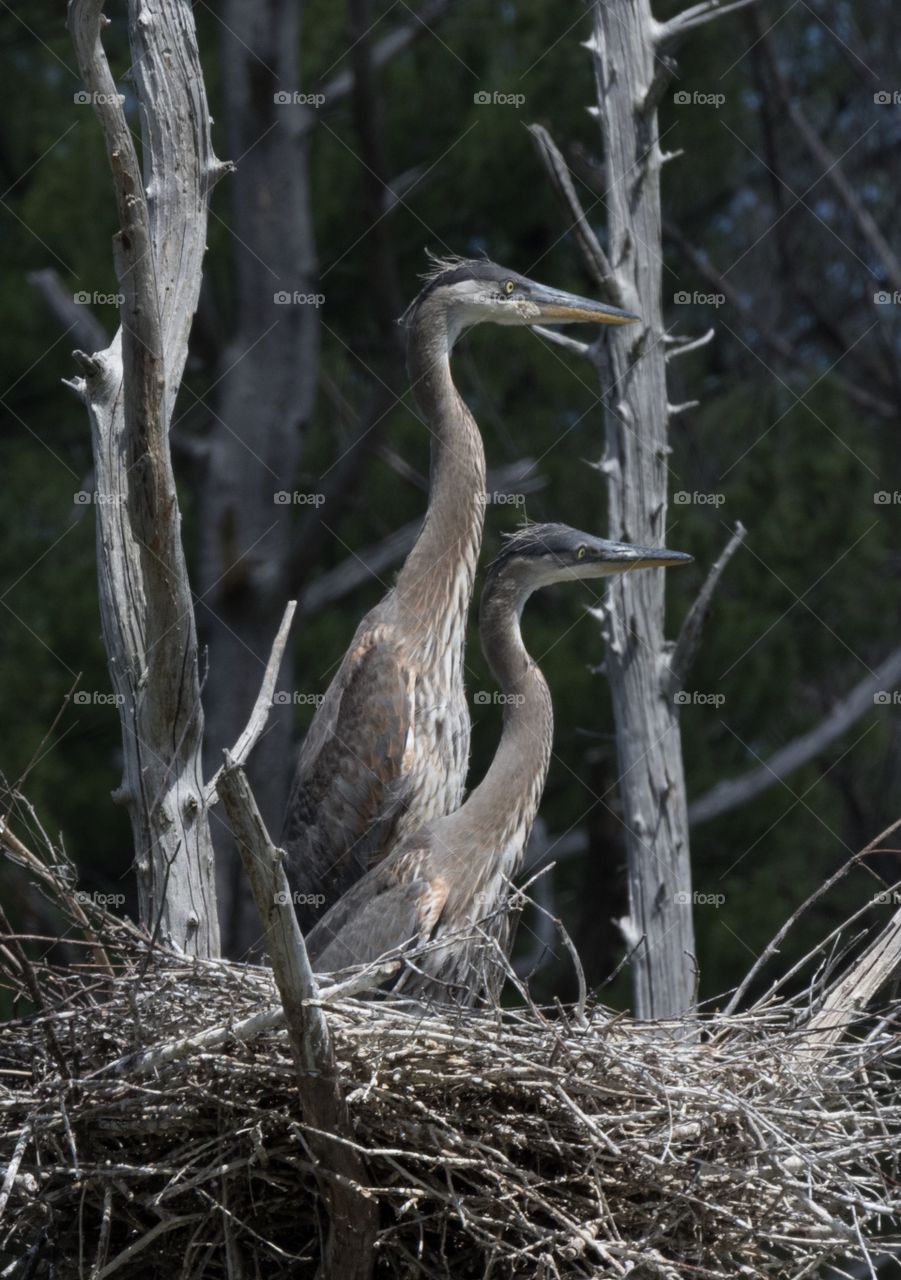 Young fledglings  on alert be up for a meal or danger.