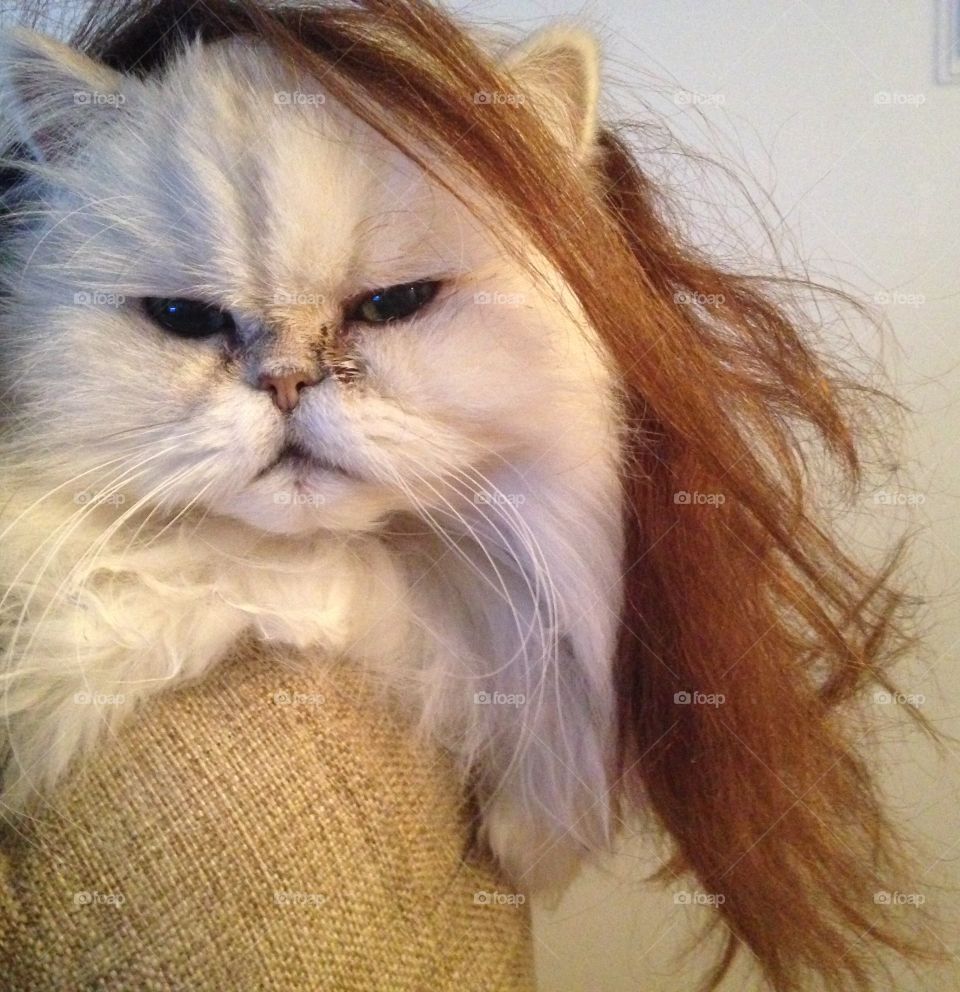 Long-haired Cat 