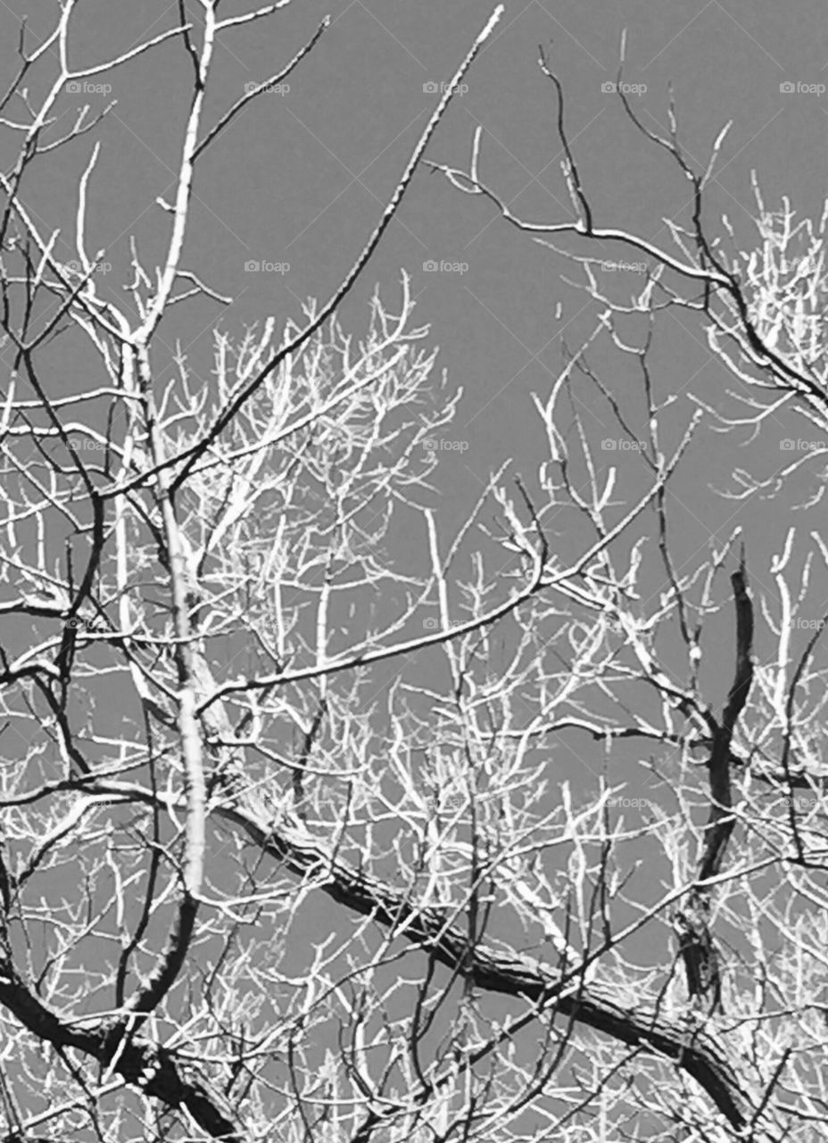 Winter branches