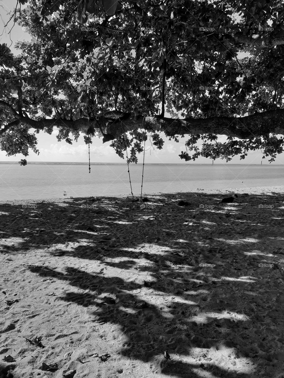 The monochrome of a tree with a swing in the seaside
