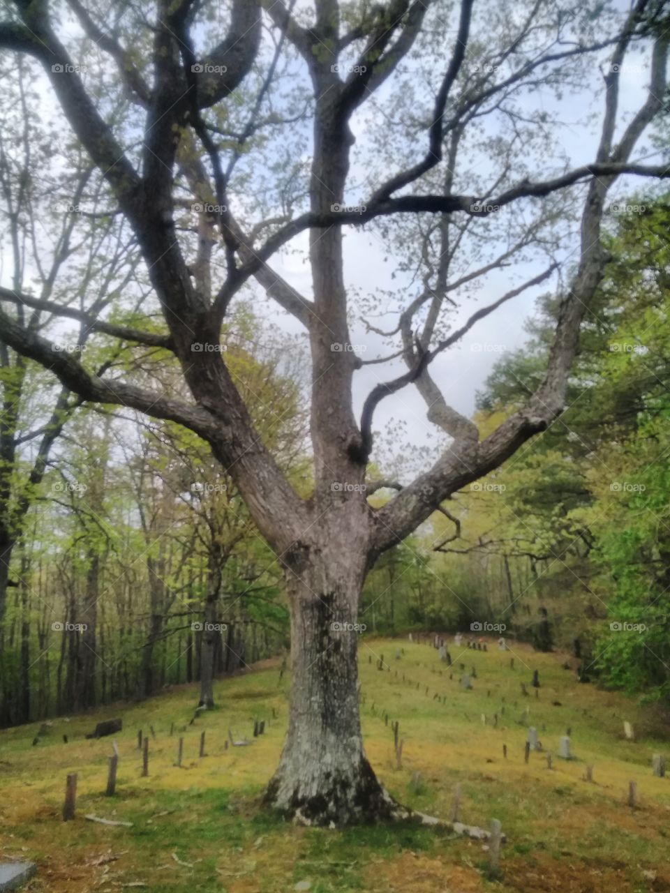 graveyard tree