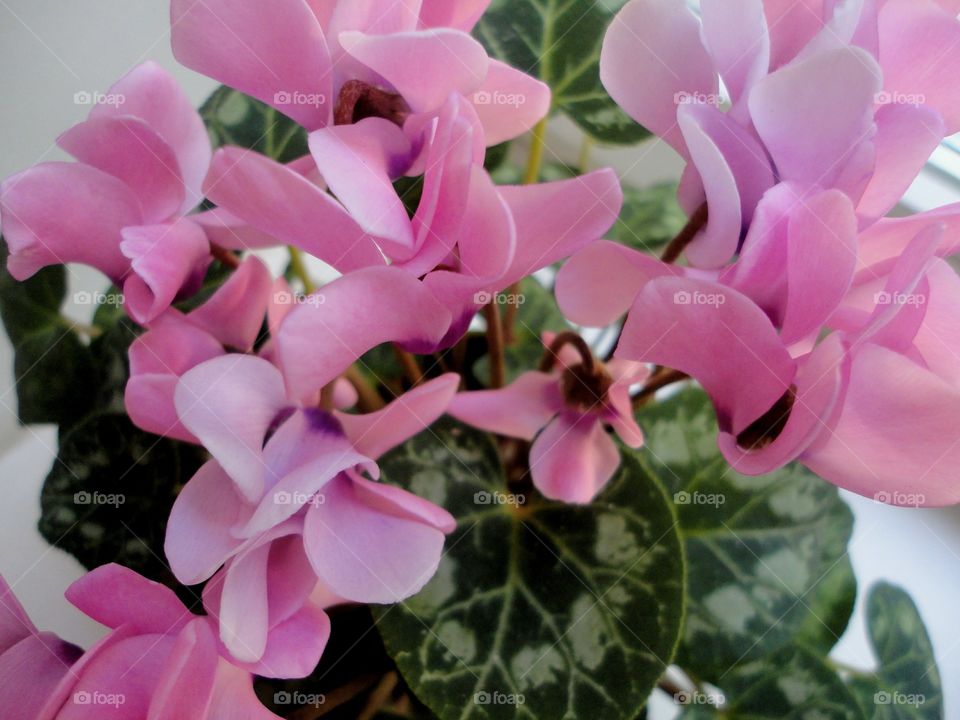 pink flowers house plant in the pot