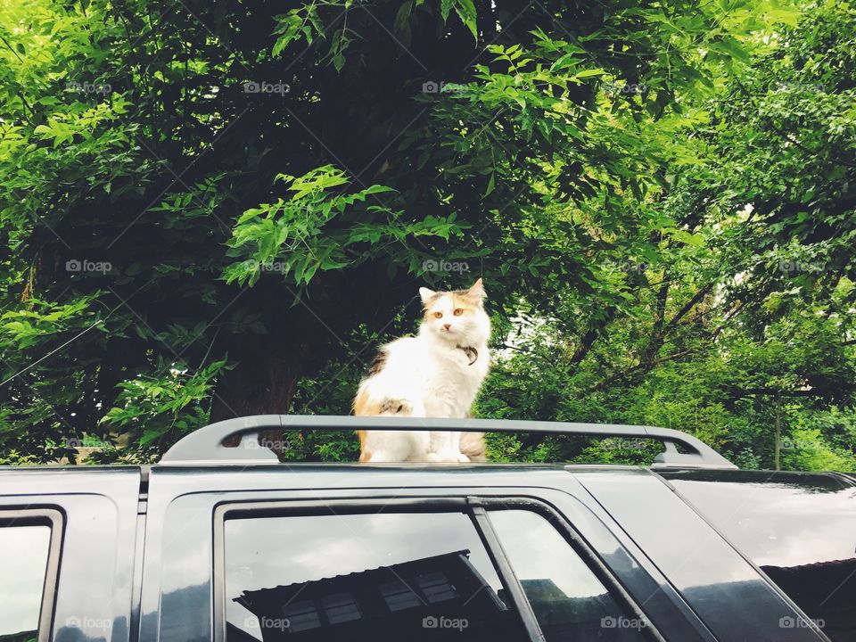 Cat on the car 