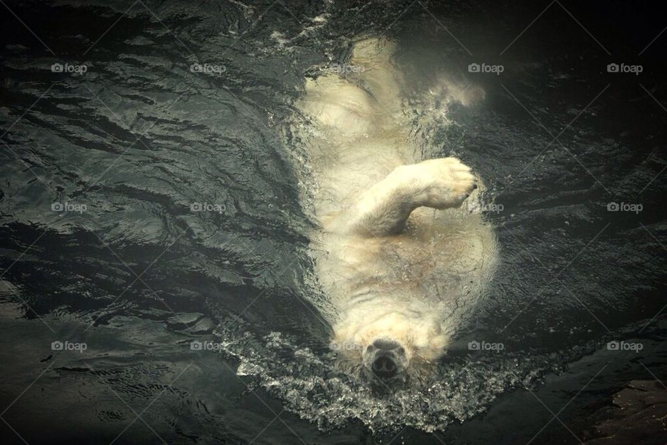 Polar bear, white, swimming, fun, happy, animal