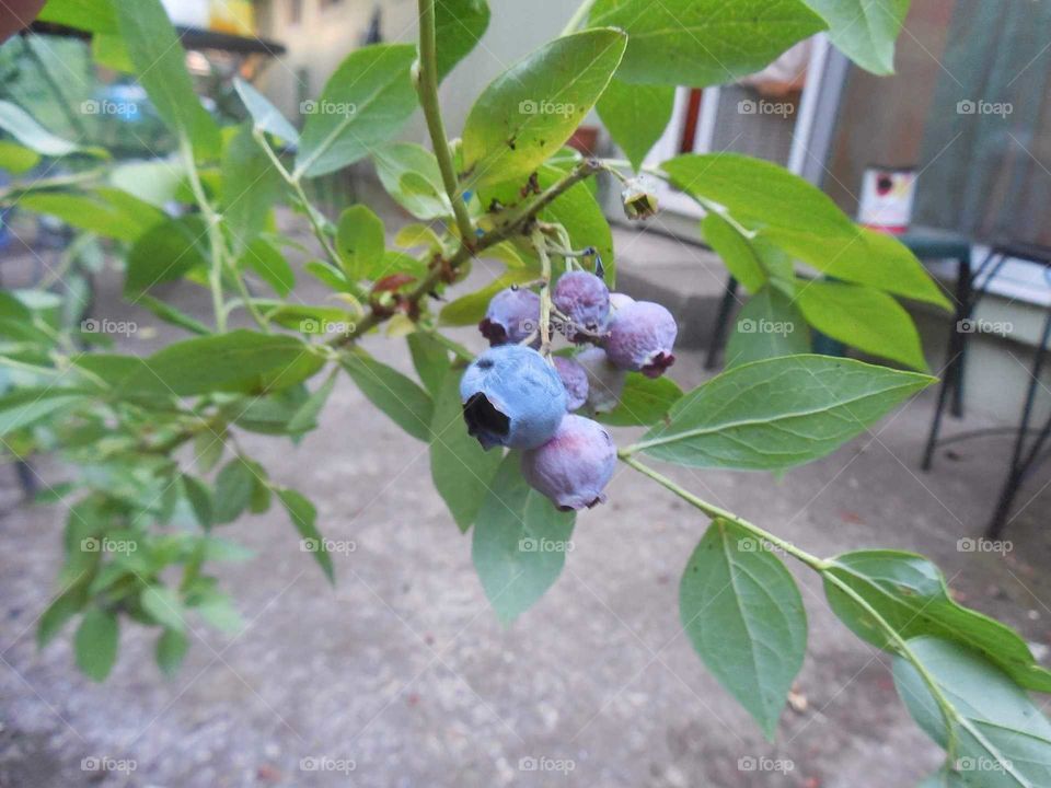 First Blueberries of the Season from the Potted Blueberry in my Patio Garden.