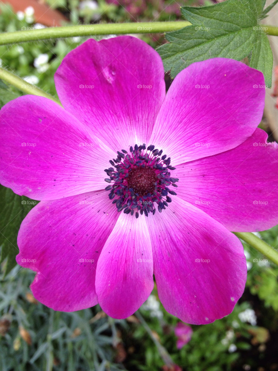 green garden pink flower by gsplan
