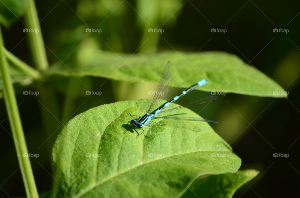 Dragonfly on a leaf