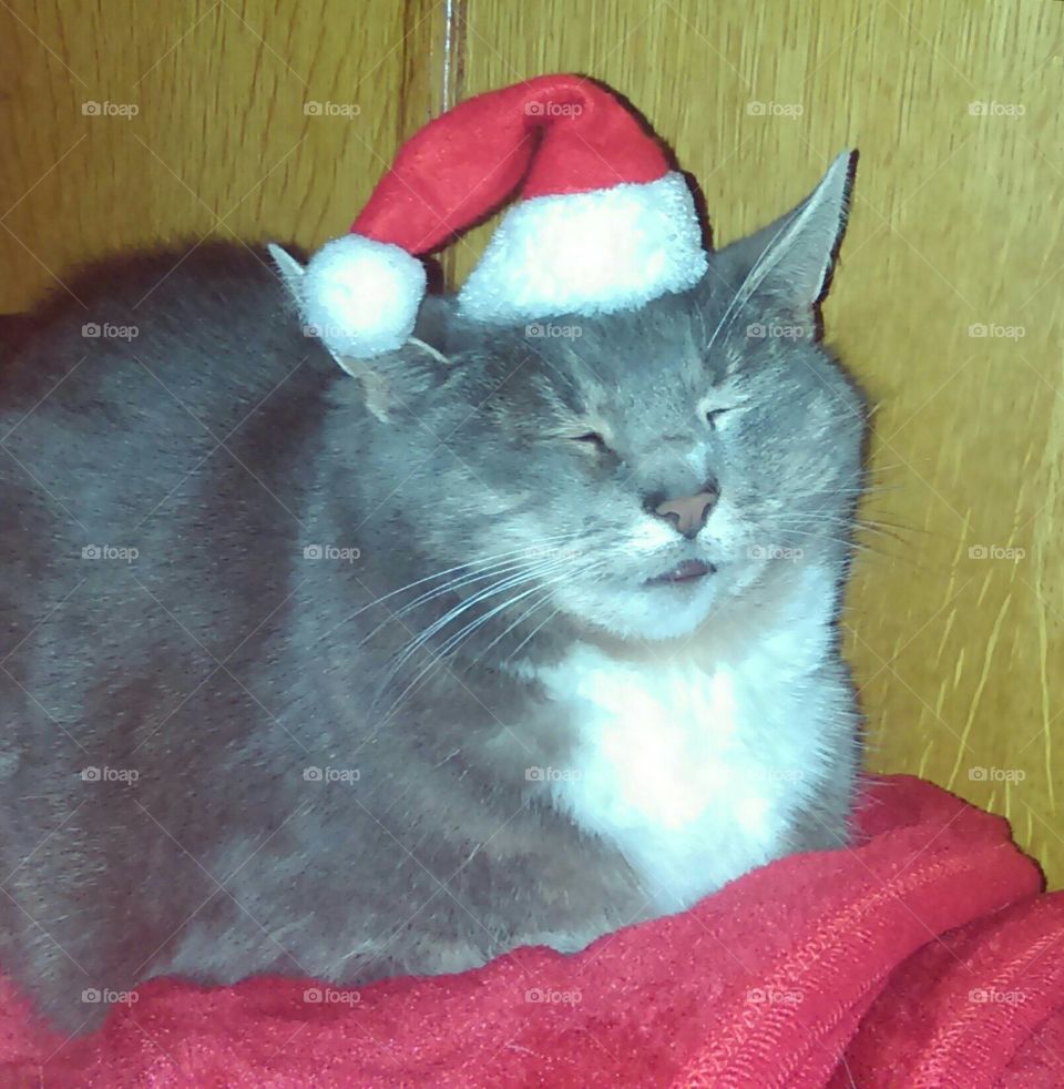 Santa's cat in a hat