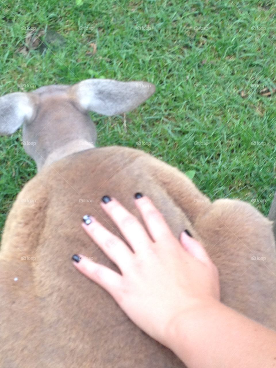 Tie me kangaroo down mate