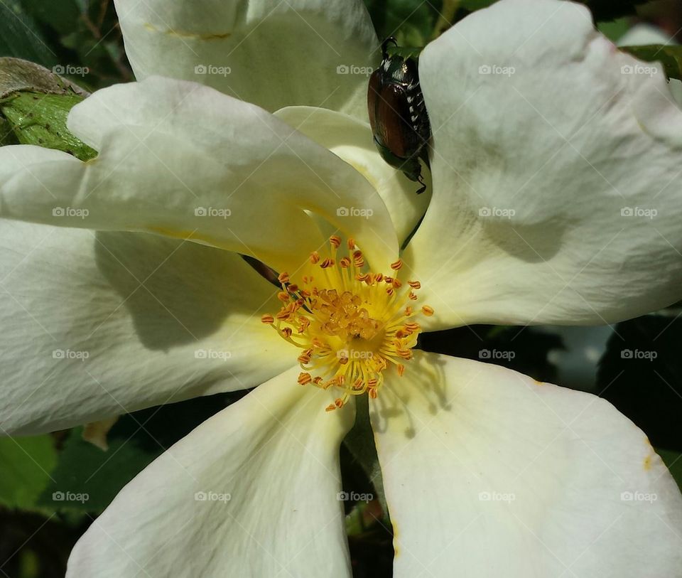 rose and beetle