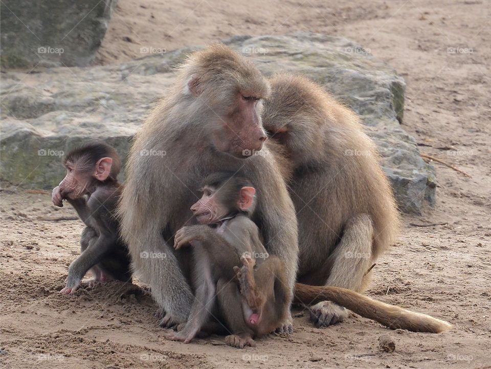 Monkey family