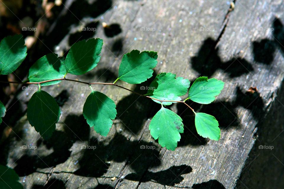 shadows from a branch