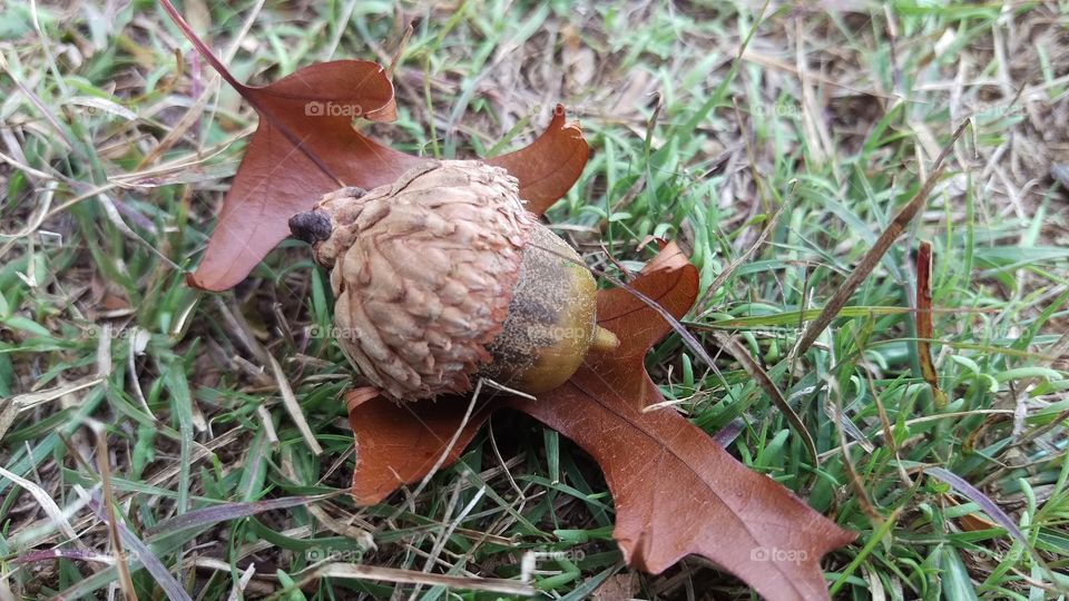 Acorn on a Leafy Bed