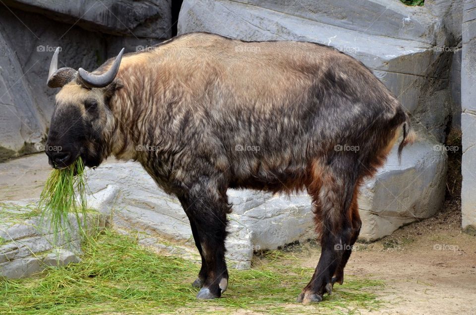 A tapin at the zoo of Antwerp.