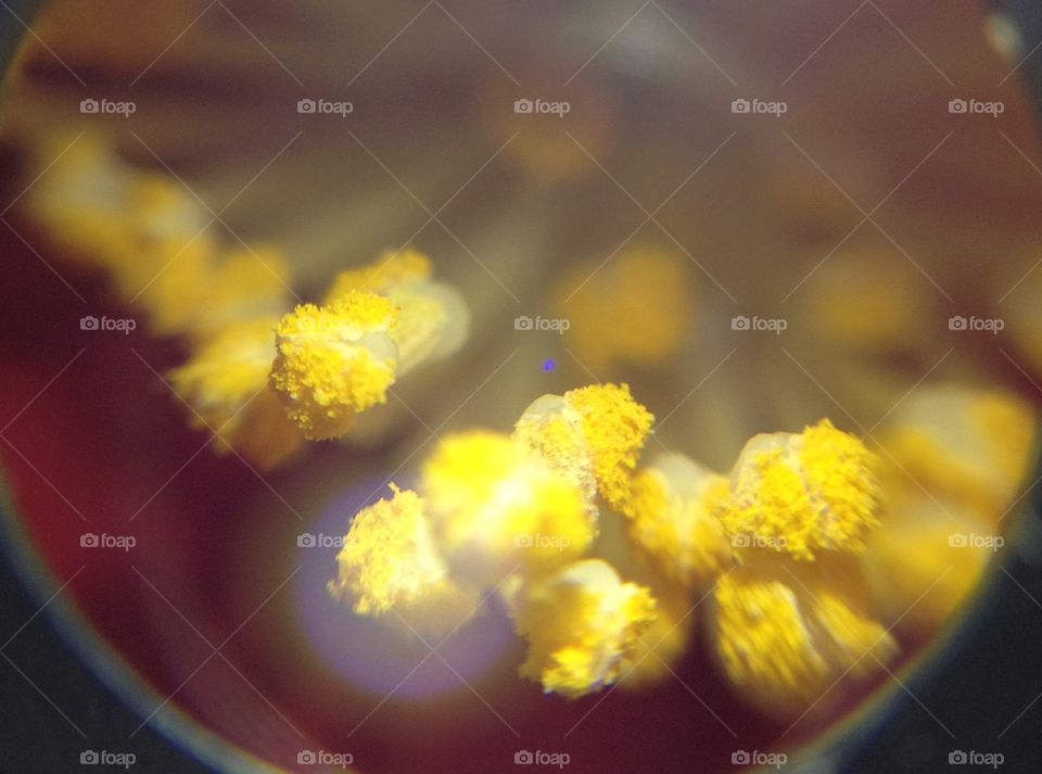 Pollen of camellia 