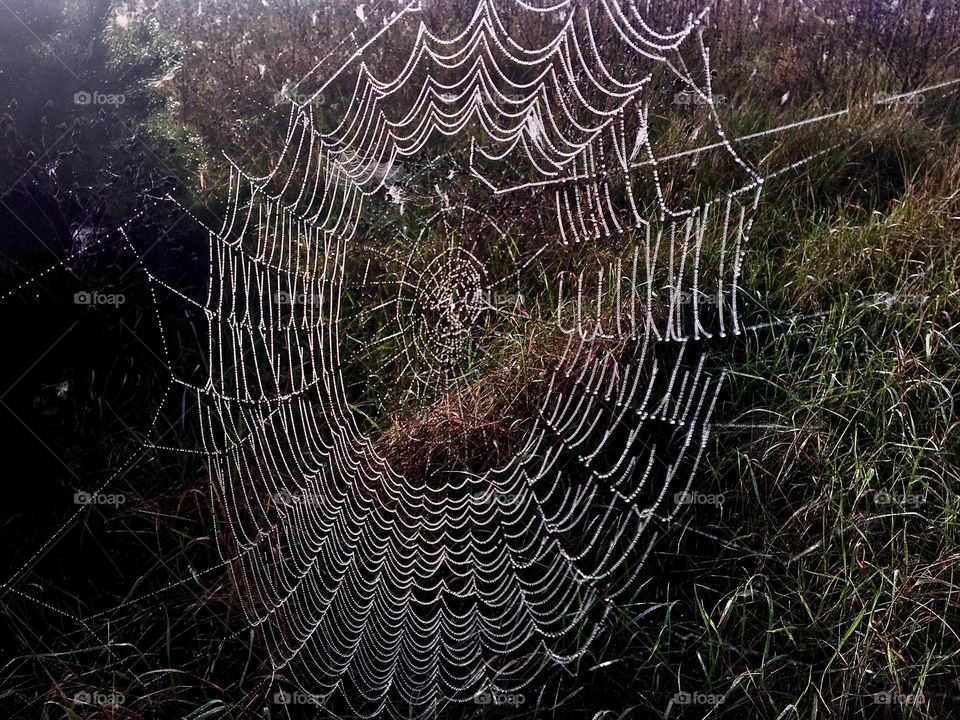 Web in the garden 