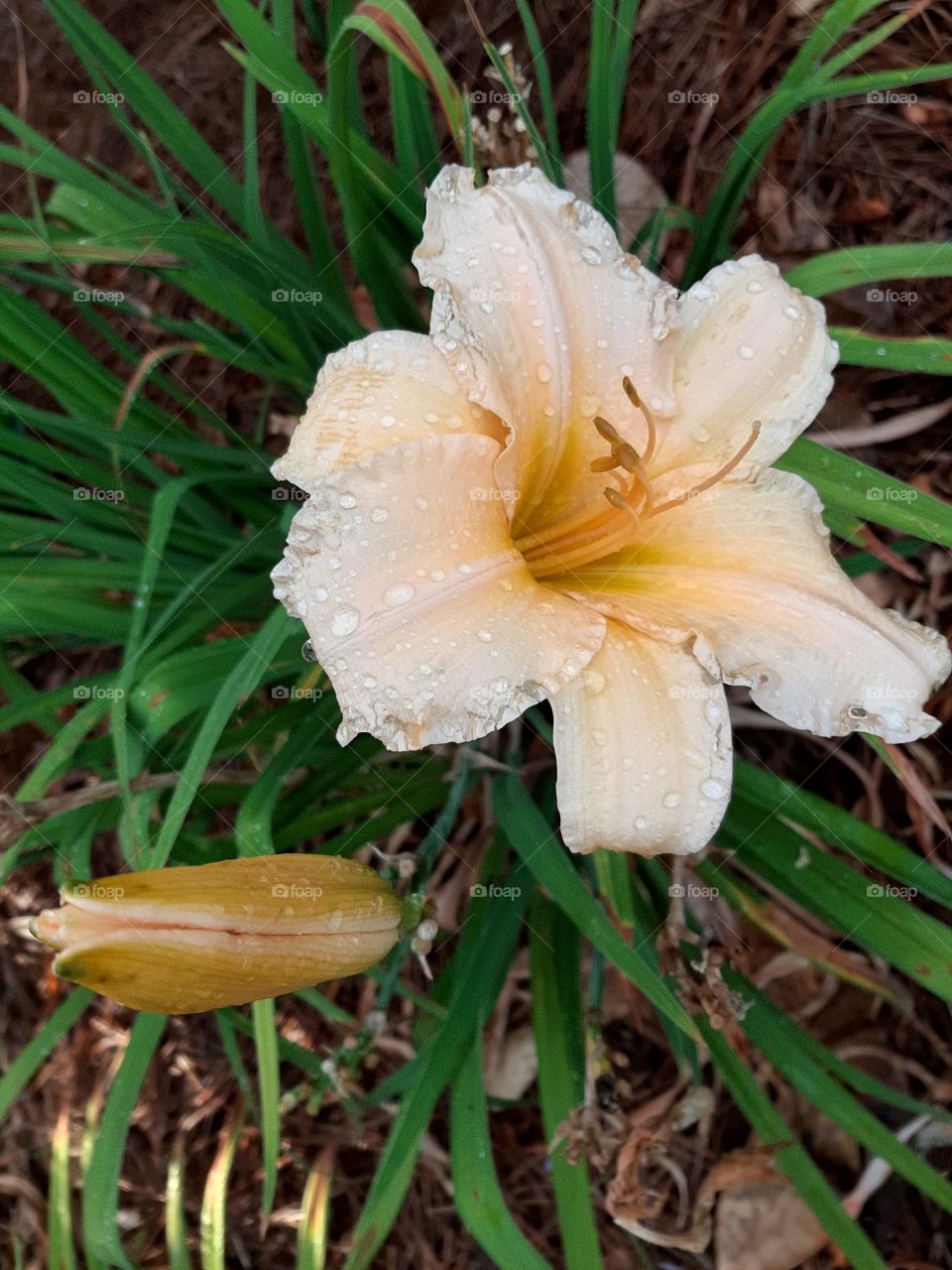 Raindrops on Daylily