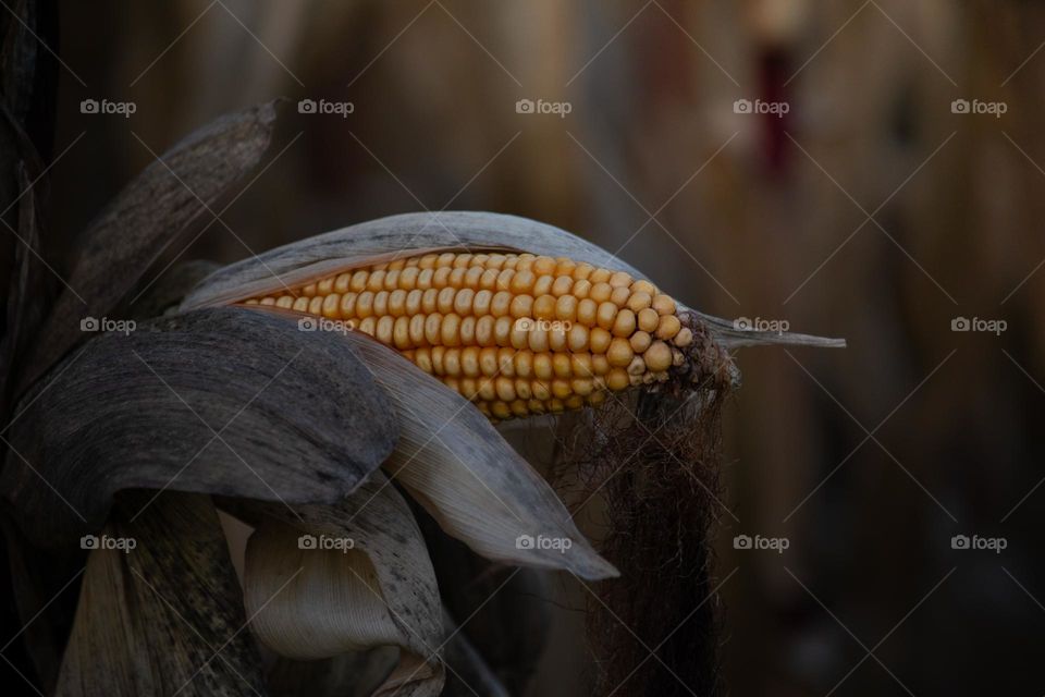 Corn in autumn