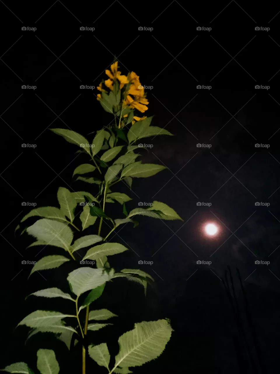 full moon