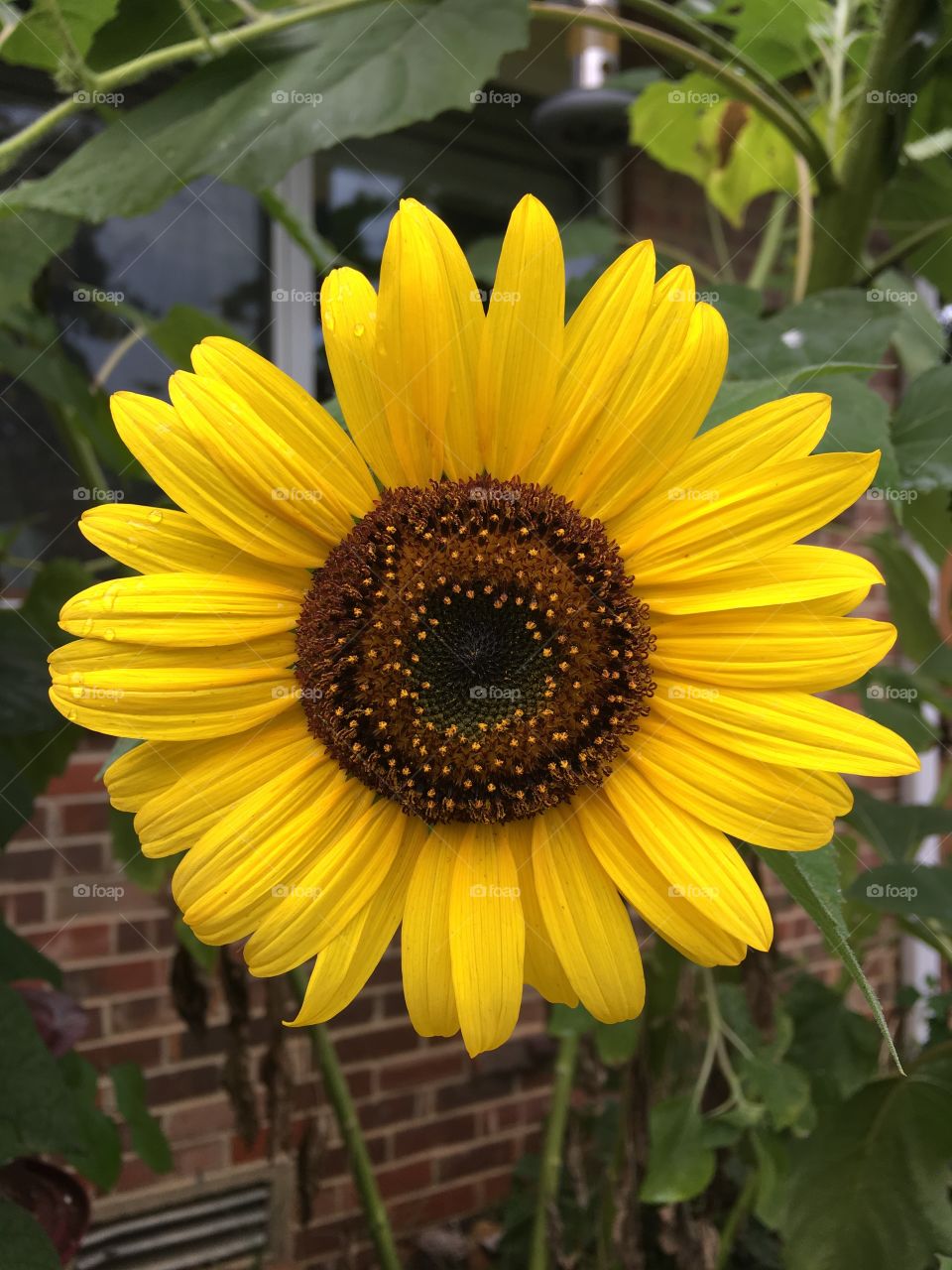 Good morning sunflower