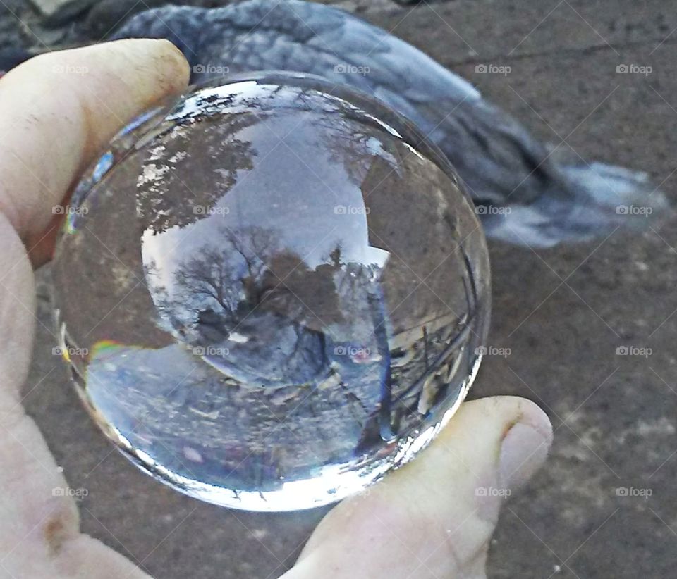 duck through a crystal ball