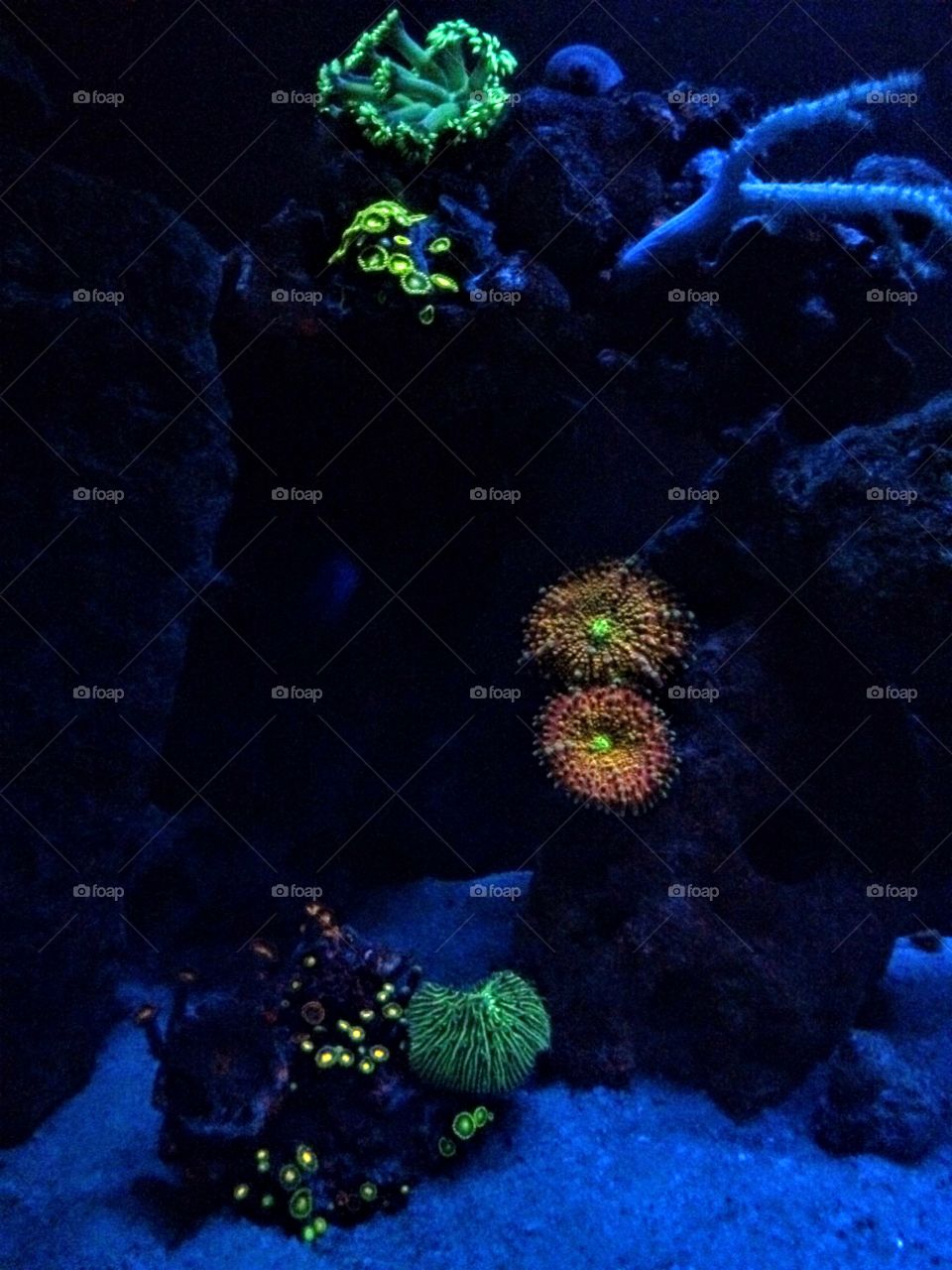 Reef tank at night 