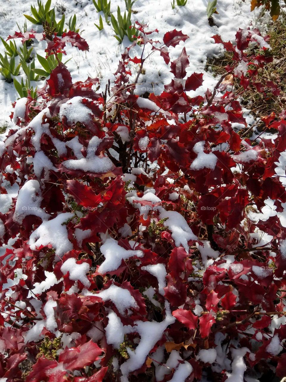 The white snow, the red leaves and the green grass that is a good colors composition in spring. it looked great!