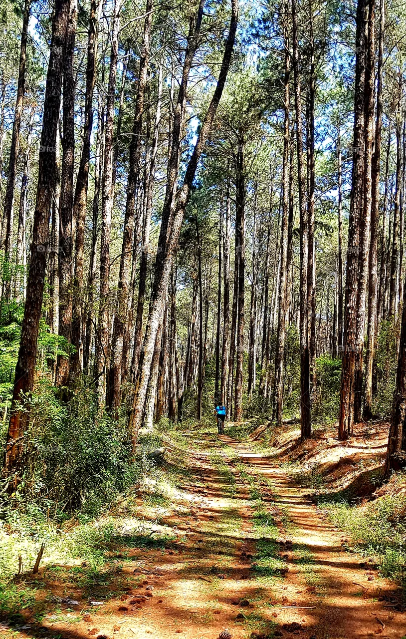 Forest in Brazil