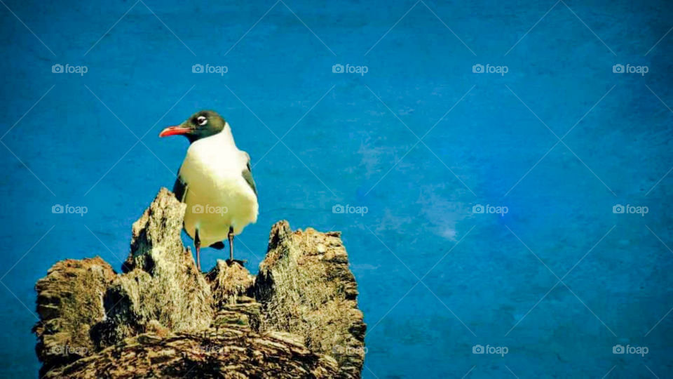 A seagull sits on a rock overlooking the blue waters of the ocean.