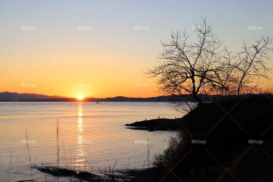 Lonely tree on sunset