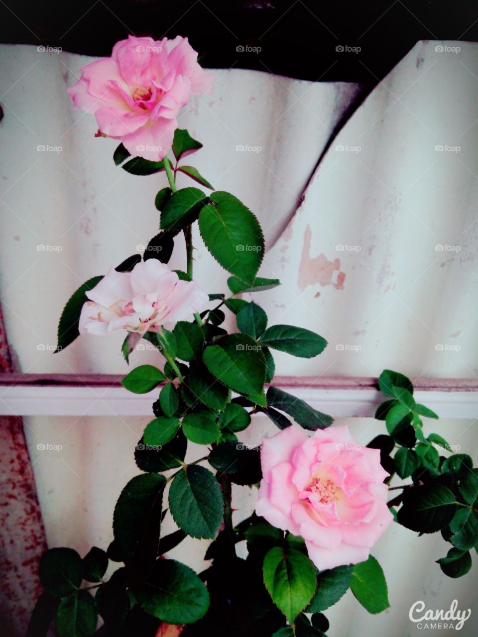 rose. romantic rose