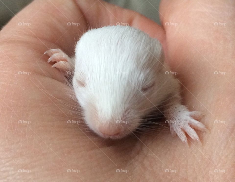 Tiny Gerbil Pup