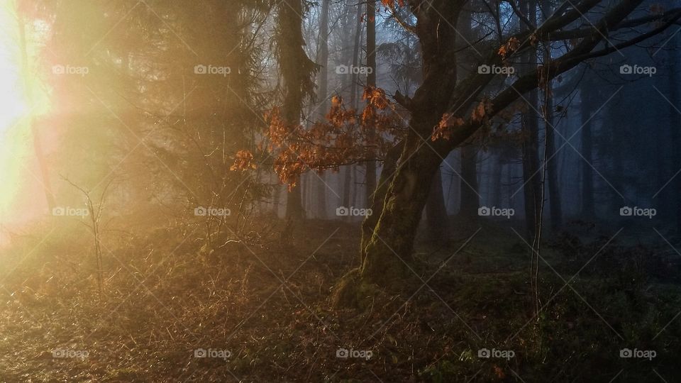 Morning Light on a forest walk
