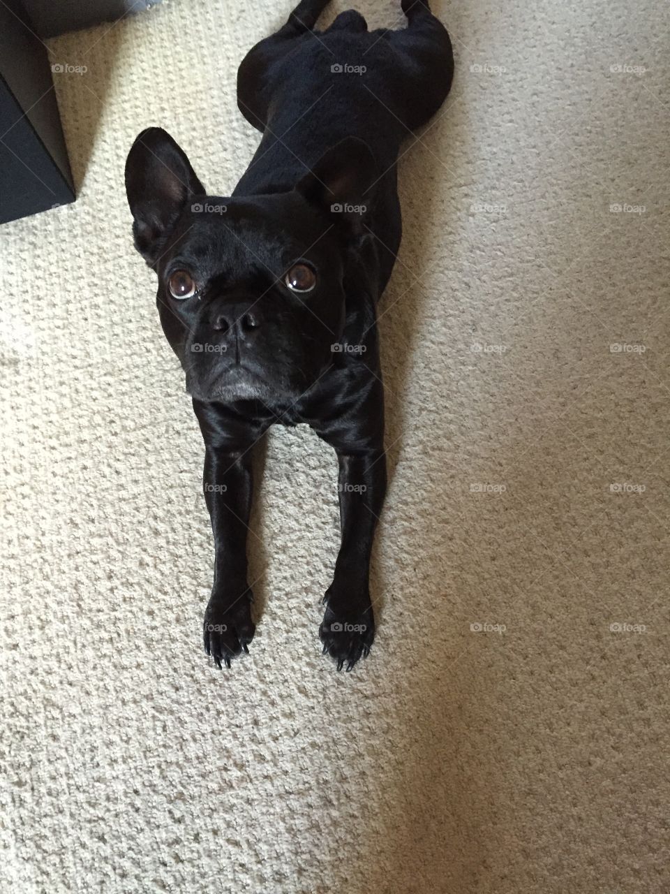 Dexter's big eyes. Funny frenchie face