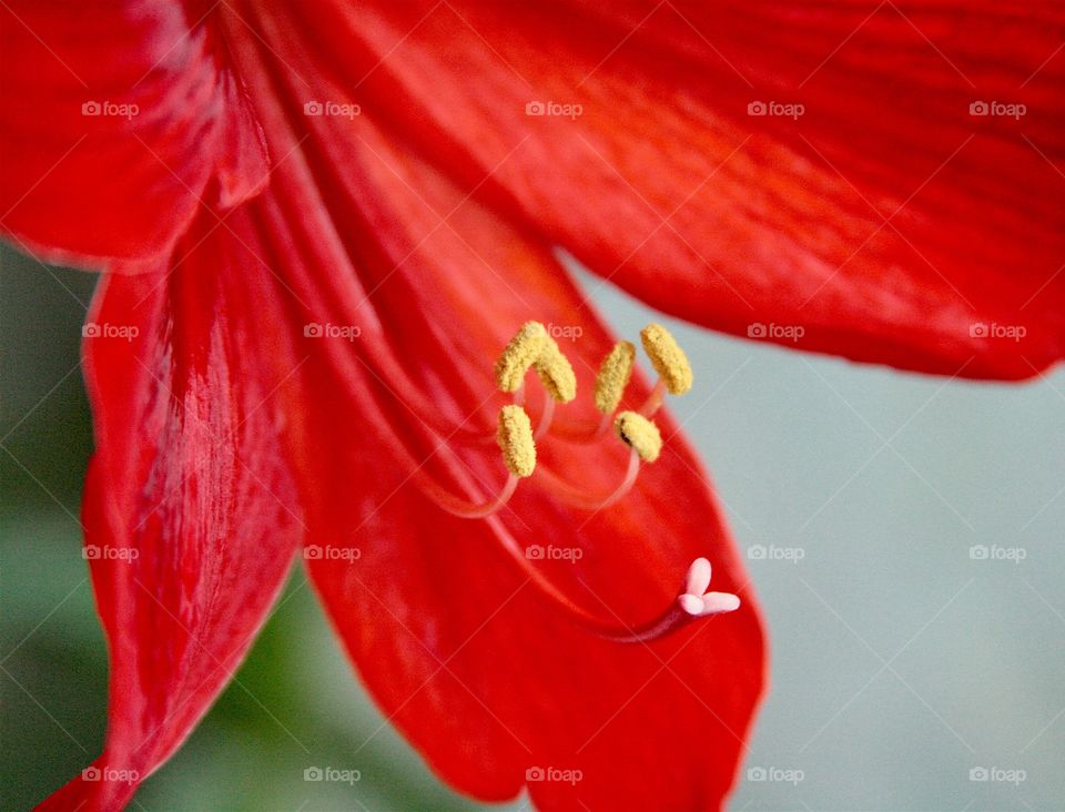 Red Flower. Close up