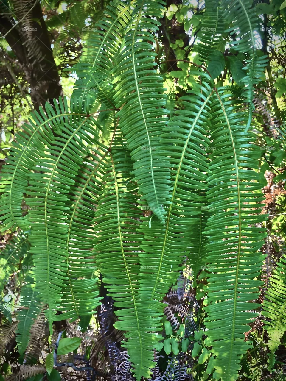 Green in the wild