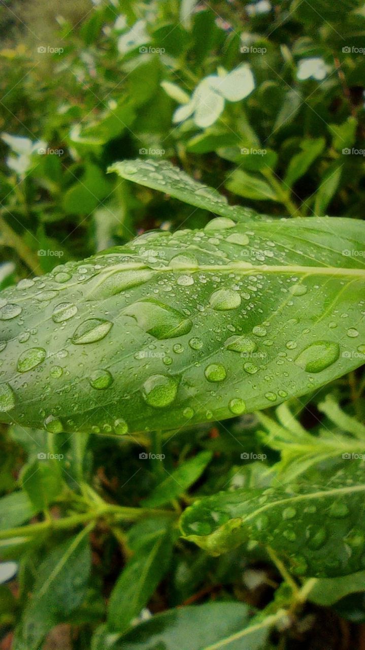 water drop on leaves