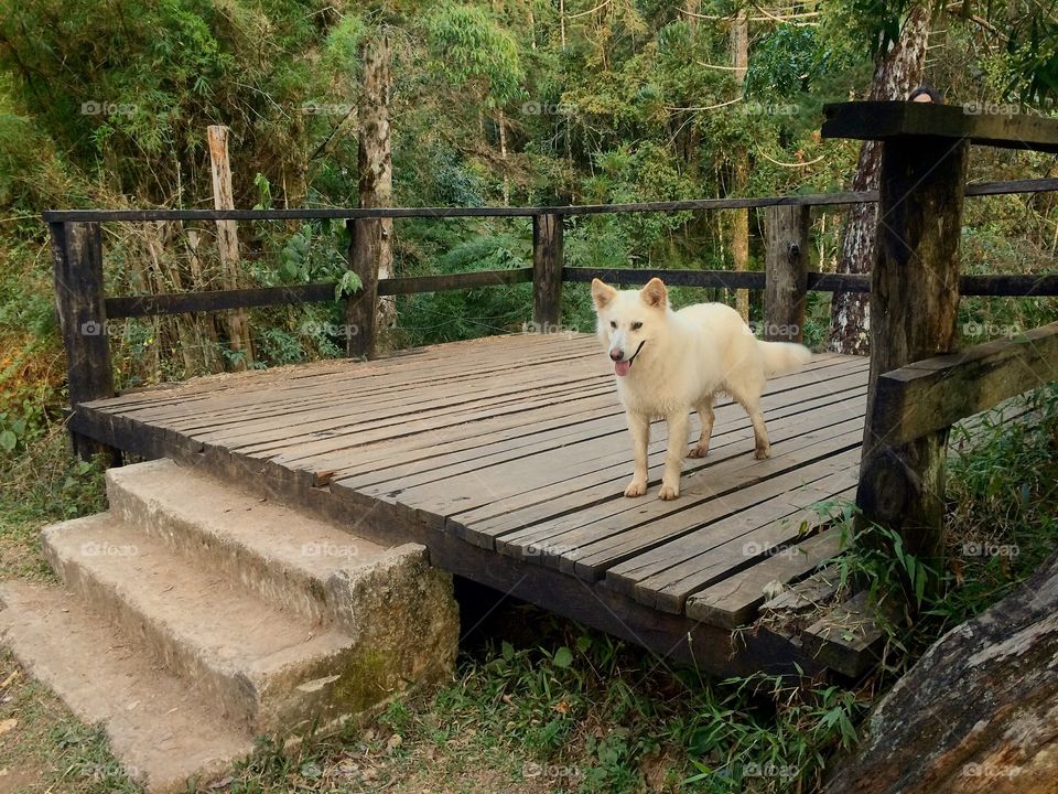 Dog standing on wooden deck