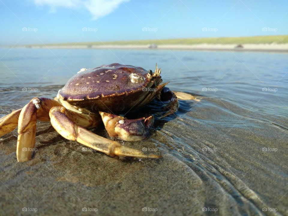 west coast crab