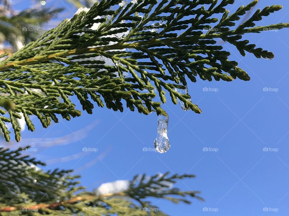 Frozen water drop on the tree
