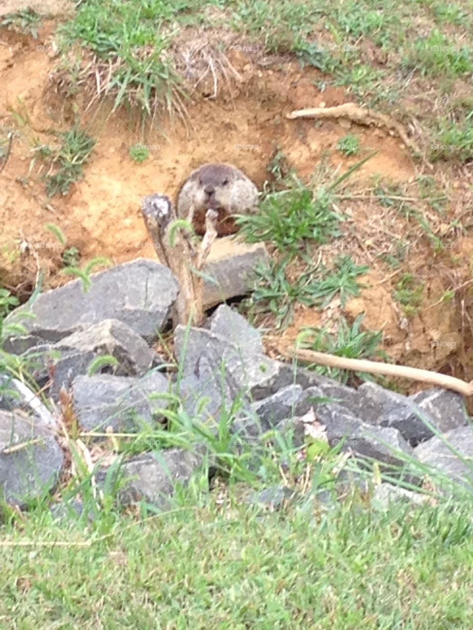 Groundhog popping out of a hole in a dirt hill with gray rocks in front. I was walking in Thompson Park in Jamesburg, NJ and came across the animal. We startled each other, and the groundhog ran to the den, but eventually poked his or her head out. 