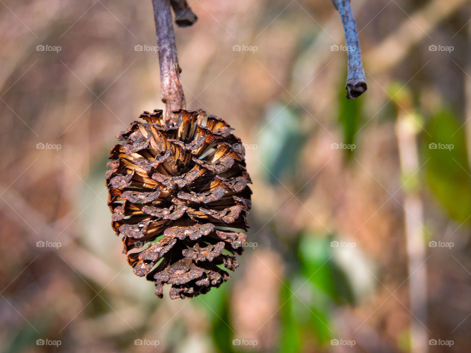 Pine Cone.